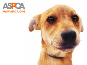ASPCA-Dog-Wallpaper-against-animal-cruelty-4484862-1024-768